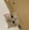 陌陌工具箱免费版