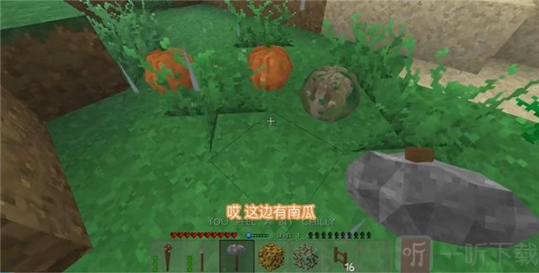 采集南瓜作为食物