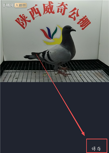青鸽网保存入棚照片